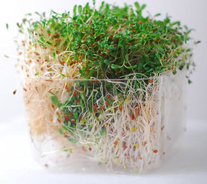 bean sprouts